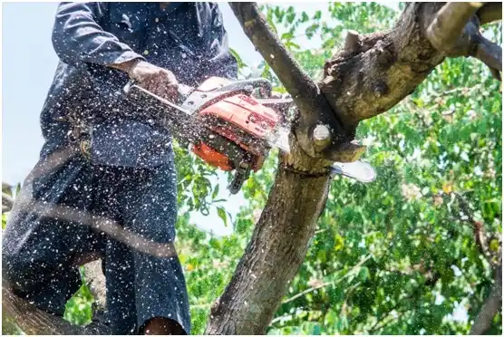 tree services Carrizales